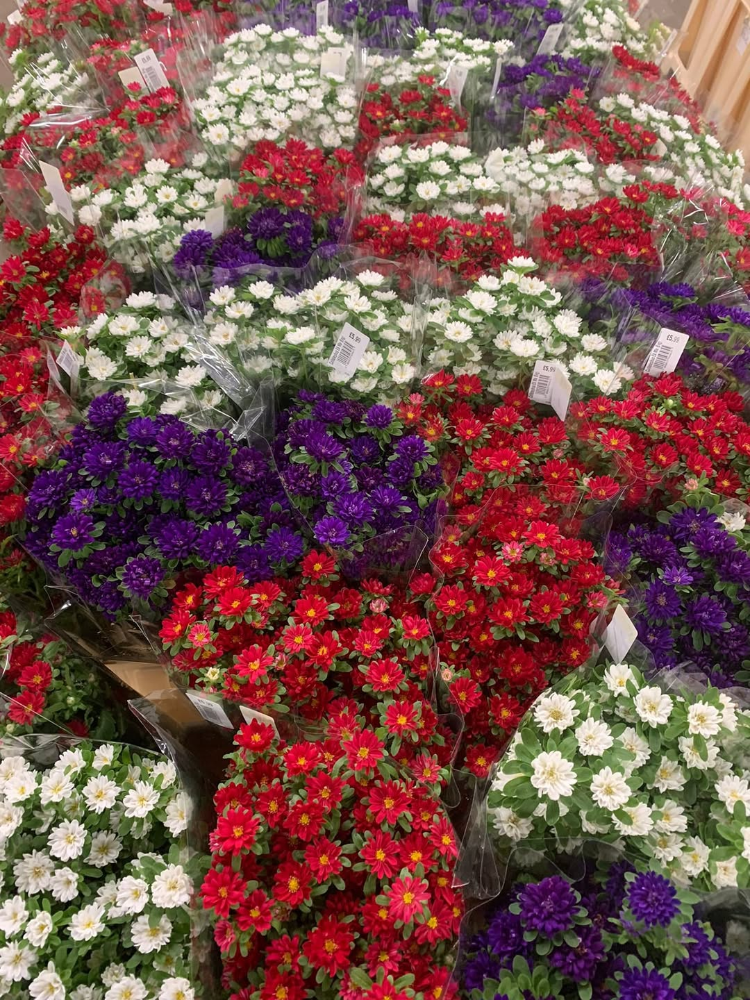 Fresh aster bunches in red, white and purple on display in the shop.